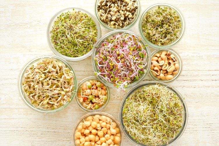 Sprouting beans in jars