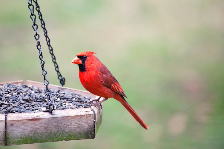 Egg shells in bird feeder