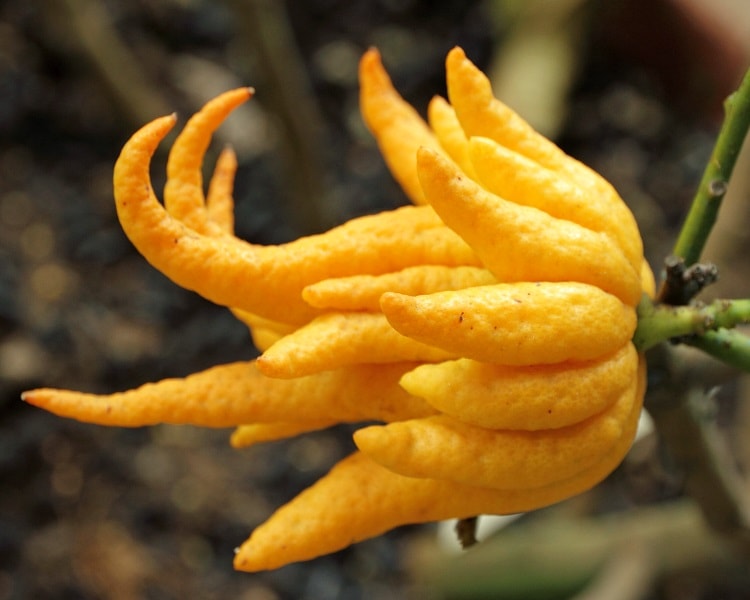 Buddha's hand citrus fruit