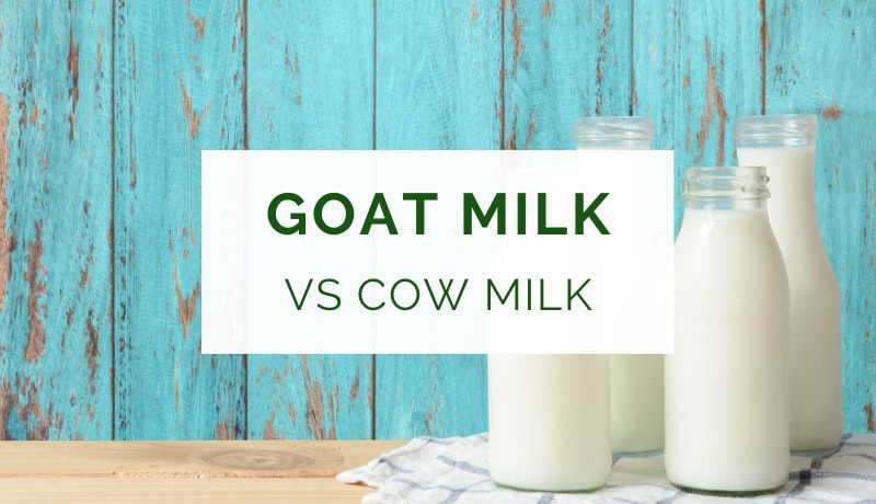 Benefits of goat milk vs cow milk