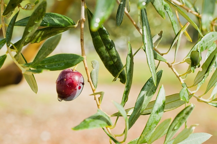 Amfissa olive on tree