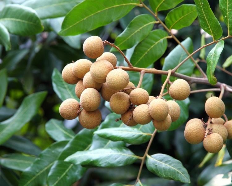Longan fruit tree