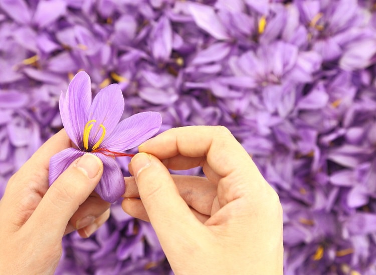Separating saffron from the flower