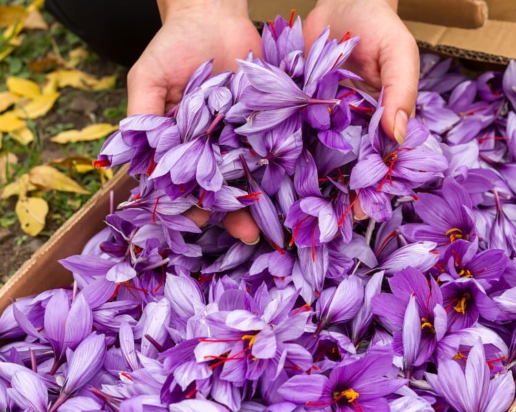 Saffron flowers after harvest