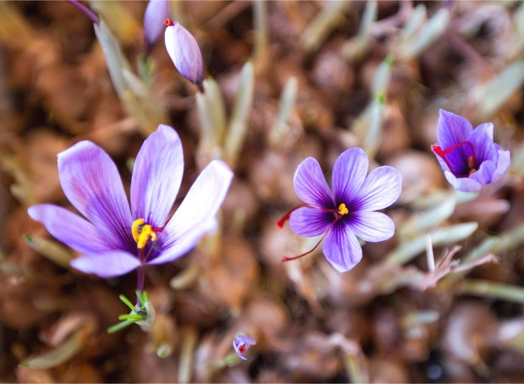 Saffron flowers