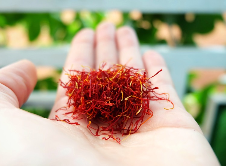 Saffron stigmas in hand