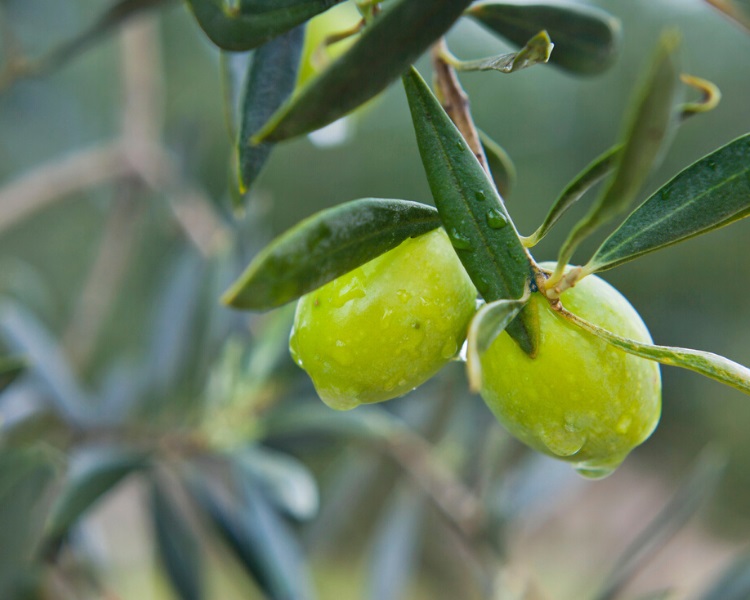 Castelvetrano olive tree (Nocellara del Belice)