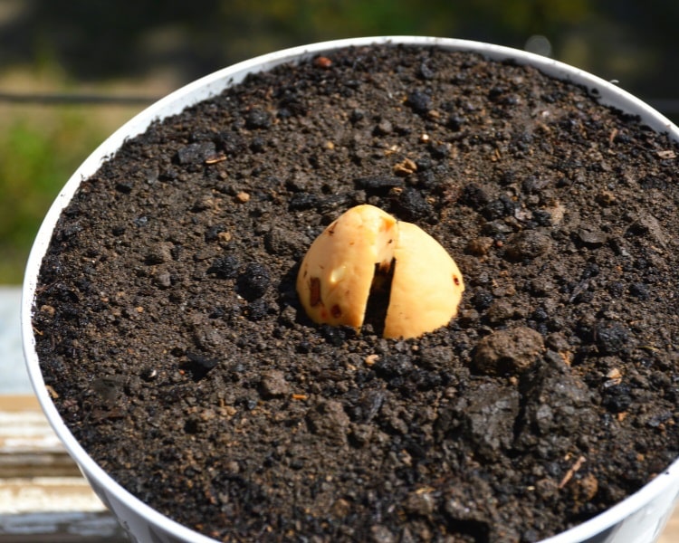 Avocado seed planted in pot