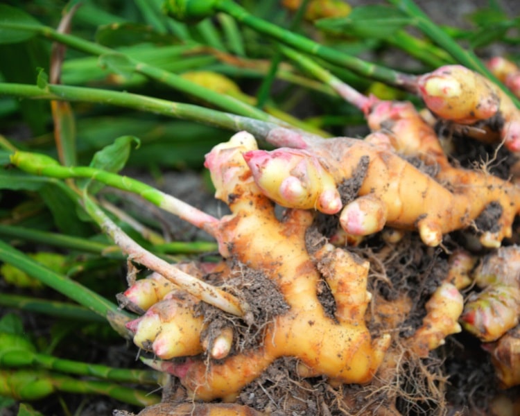 Fresh ginger plant roots.