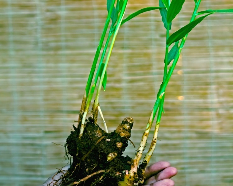 Ginger plant