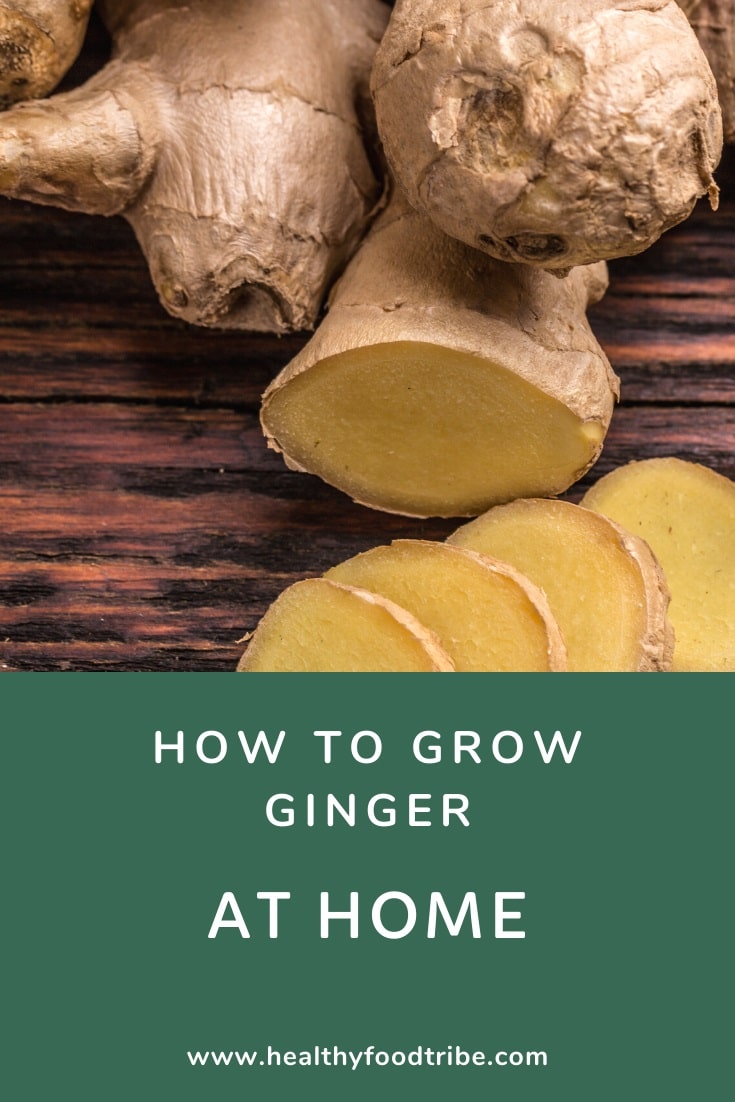 How to plant, grow and harvest ginger at home (outdoors and indoors)