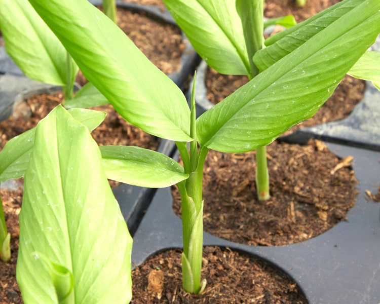 Turmeric plants