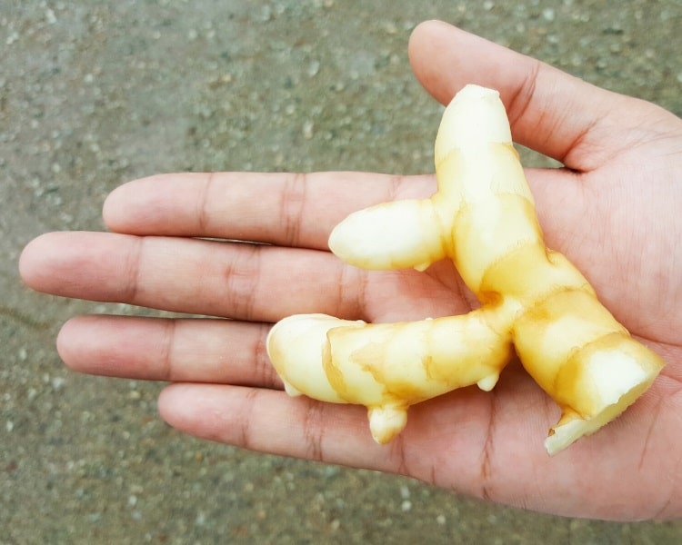 White turmeric