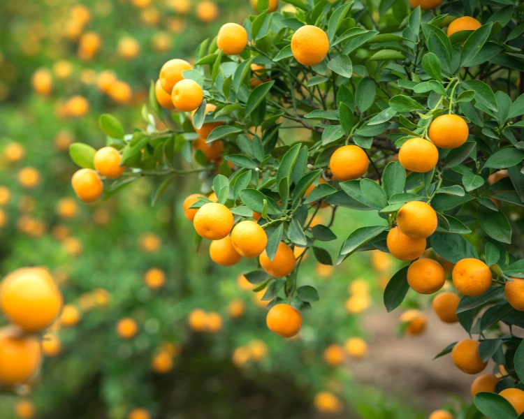Kumquat tree