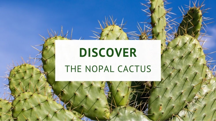 What are nopales? (history, origin, nutrition and benefits)