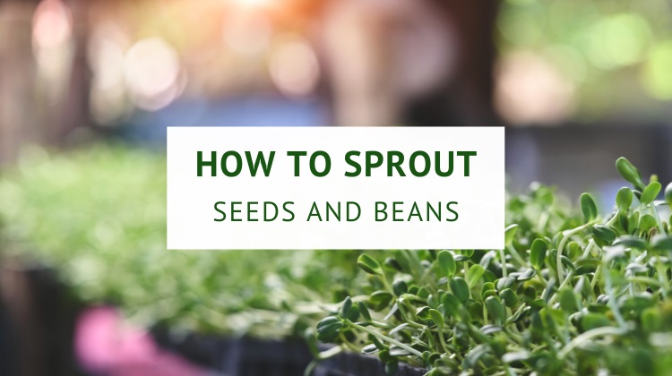 How to sprout seeds and beans