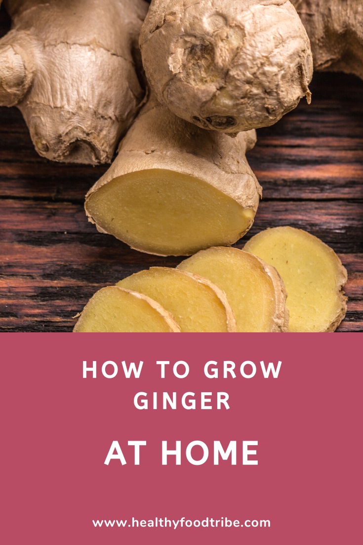 Guide to growing and harvesting ginger at home (outdoors and indoors)