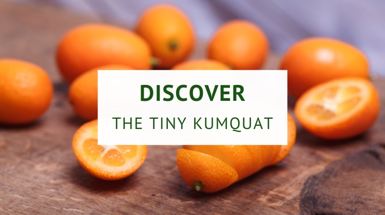 What is kumquat fruit? (origin, nutrition and benefits)