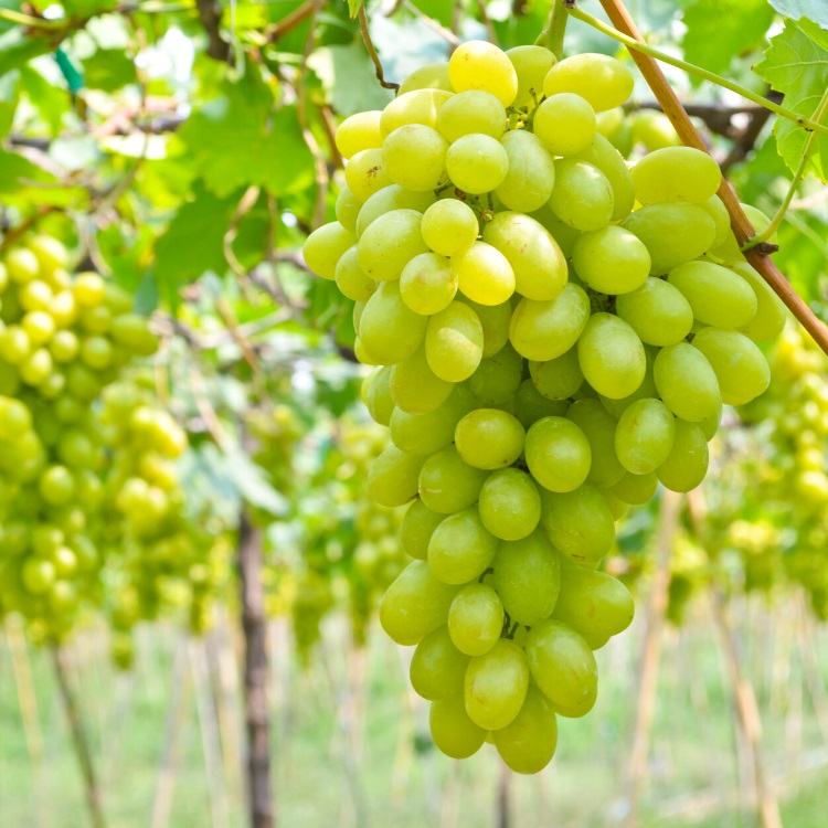 Green grapes
