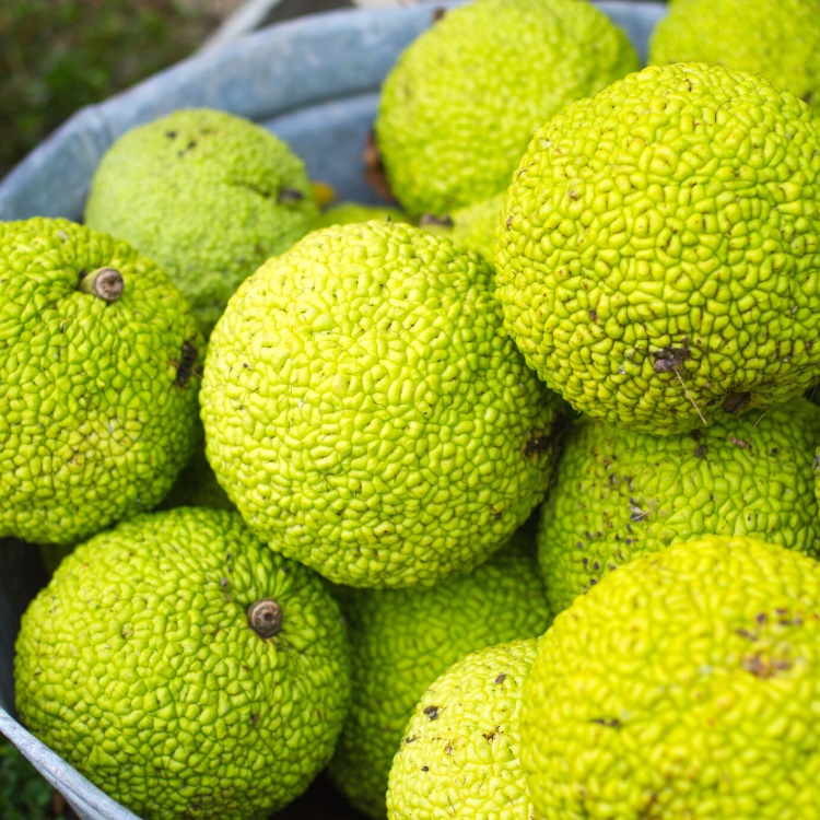 Osage orange