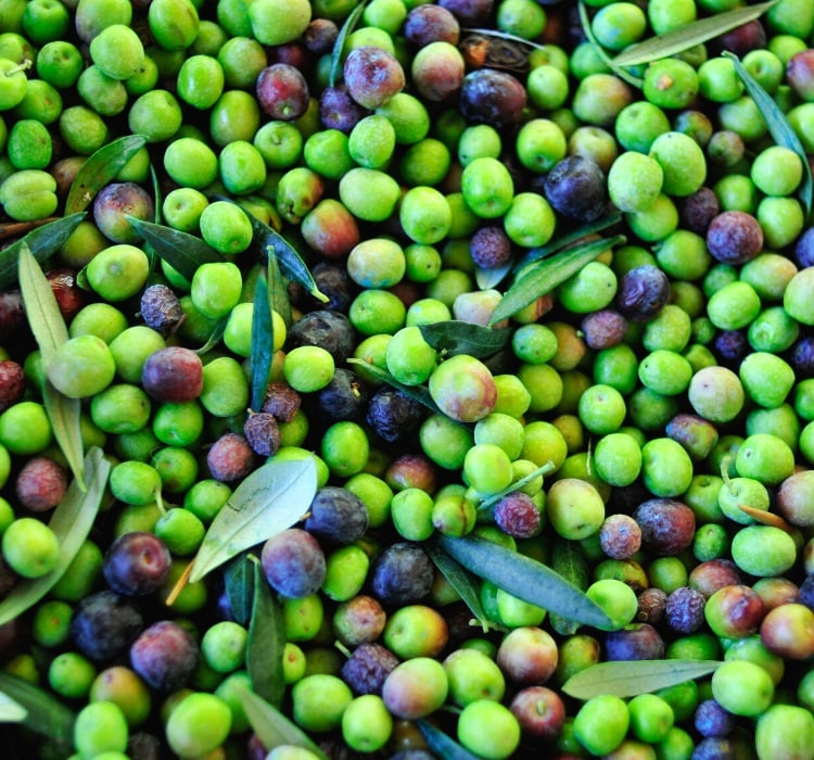 Arbequina olives