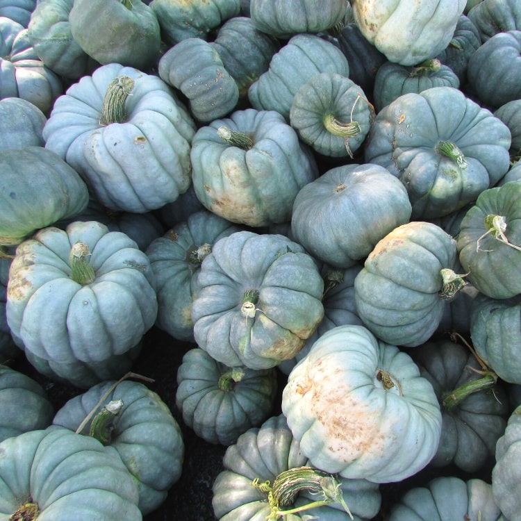 Blue Pumpkins