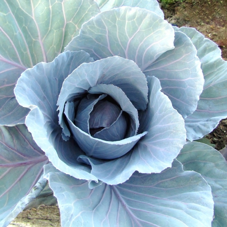 Blue Cabbage