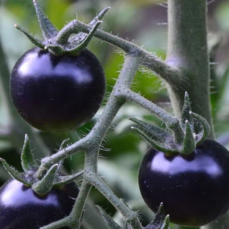 Blue Cherry Tomatoes