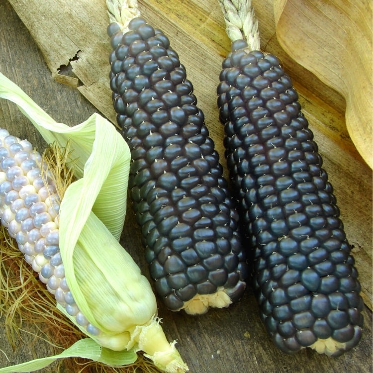 Blue Corn