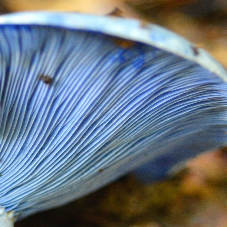 Blue Milk Mushroom