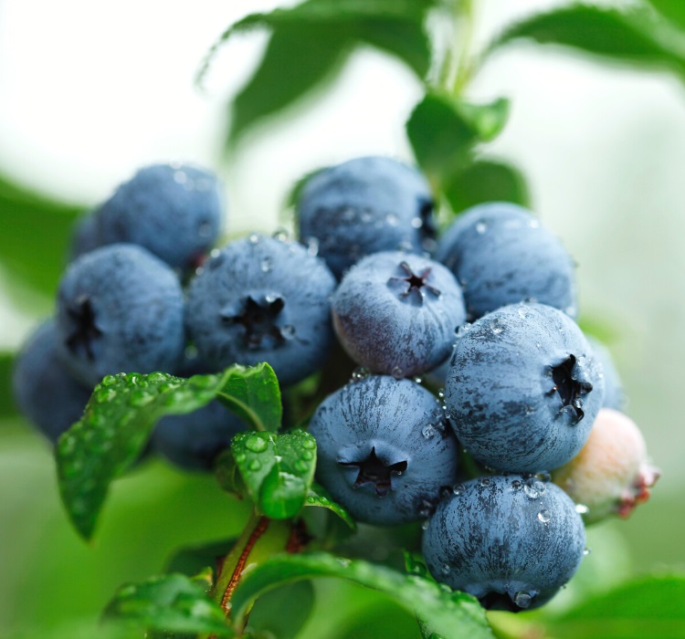 Blueberries