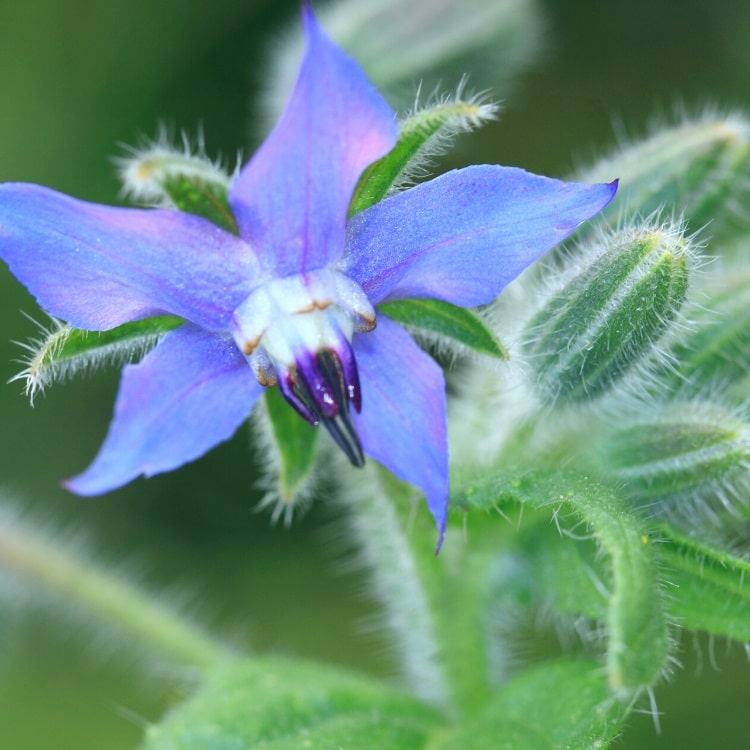 Borage Flowers