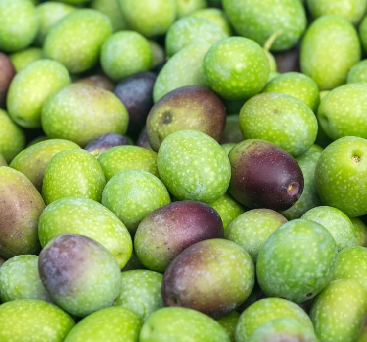 Ligurian olives