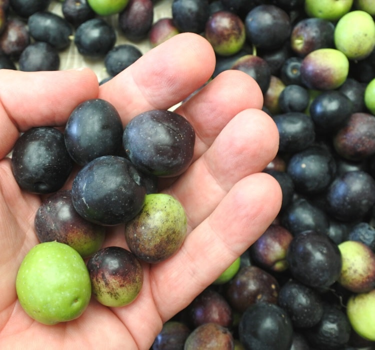 Manzanilla olives