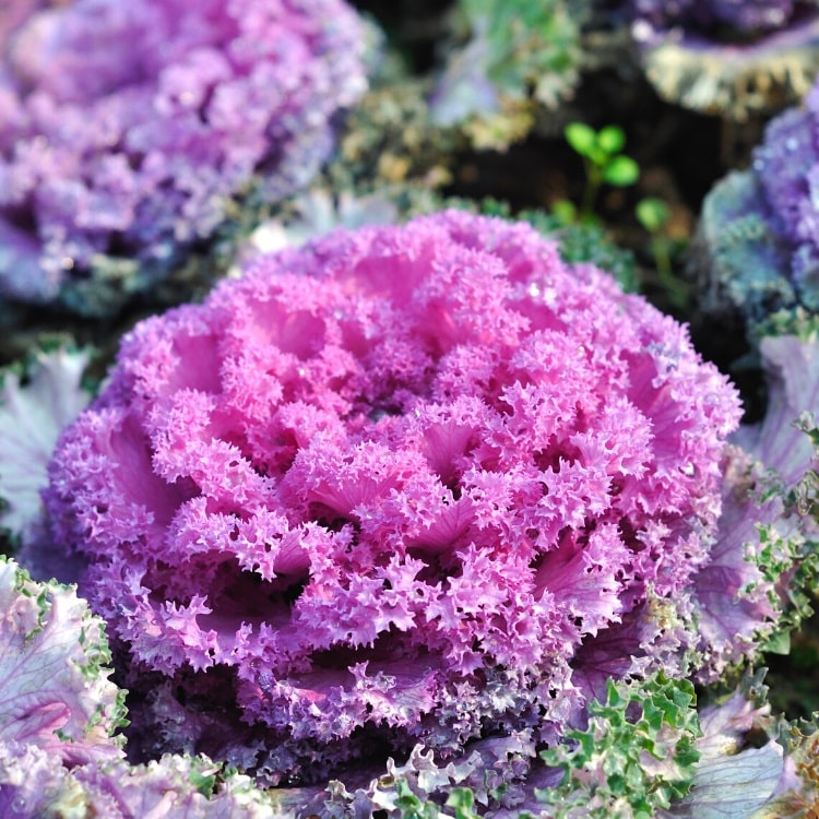 Purple Kale