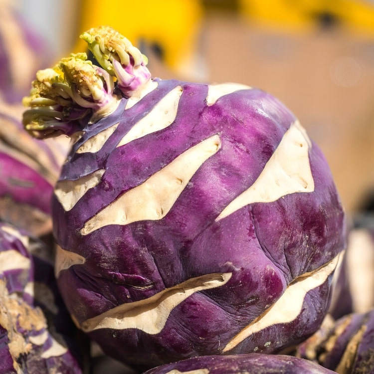 Purple Kohlrabi