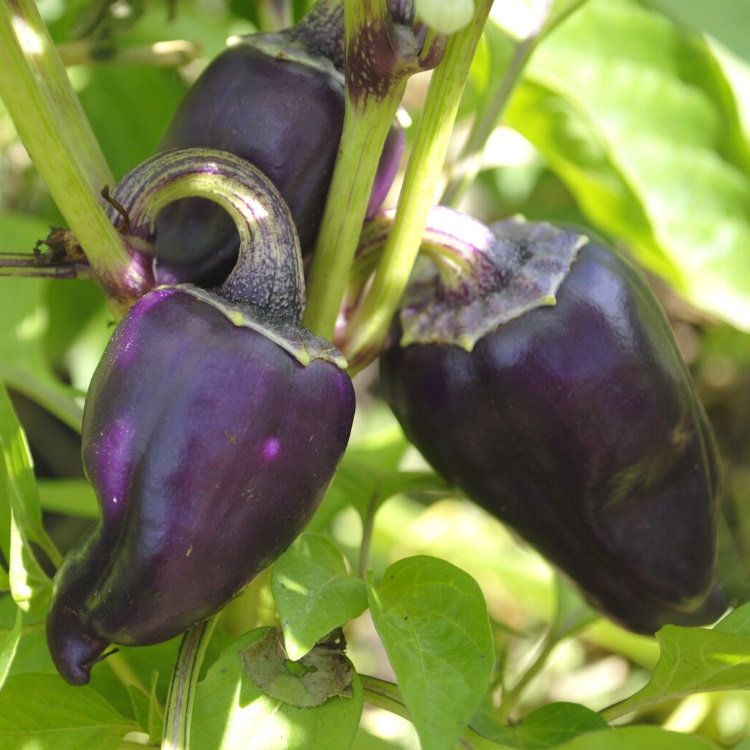 Purple Peppers