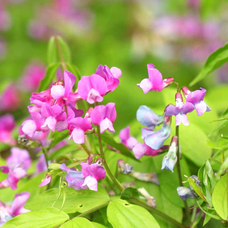 Purple Sweet Pea Flowers