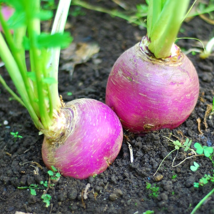 Turnips