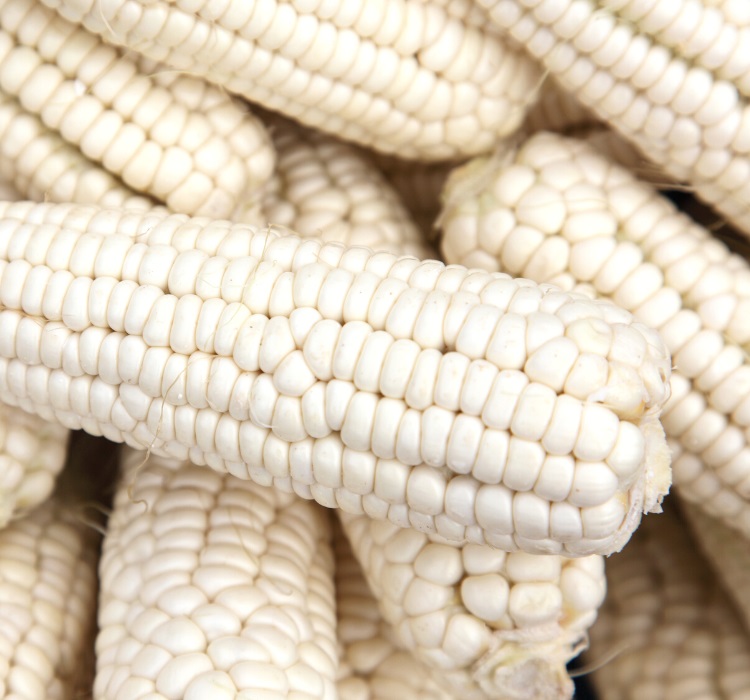 White corn