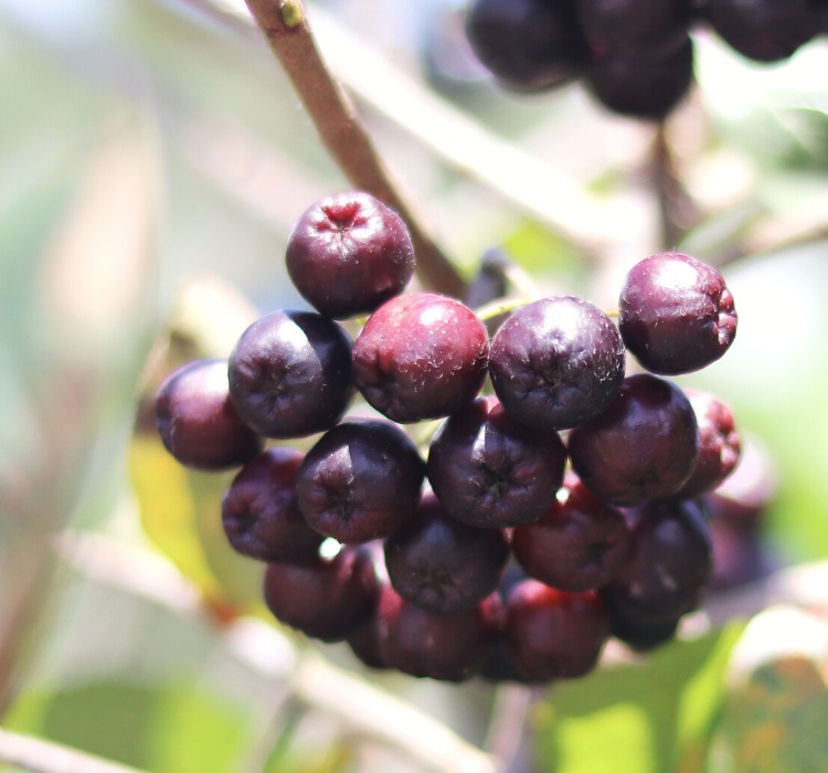 Acai berries