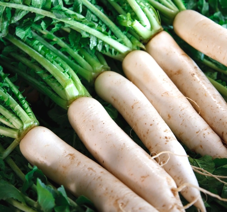 Daikon radish