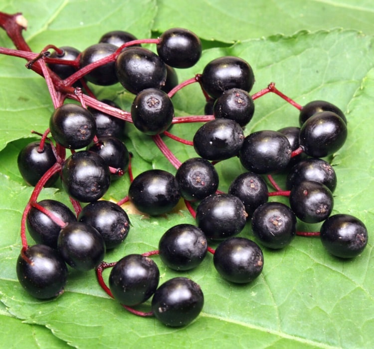 Elderberries