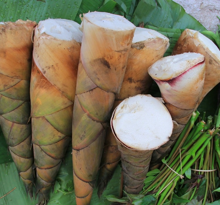 Bamboo shoots