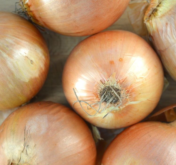 Brown onion