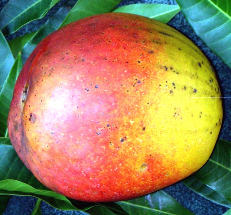 Zill mango