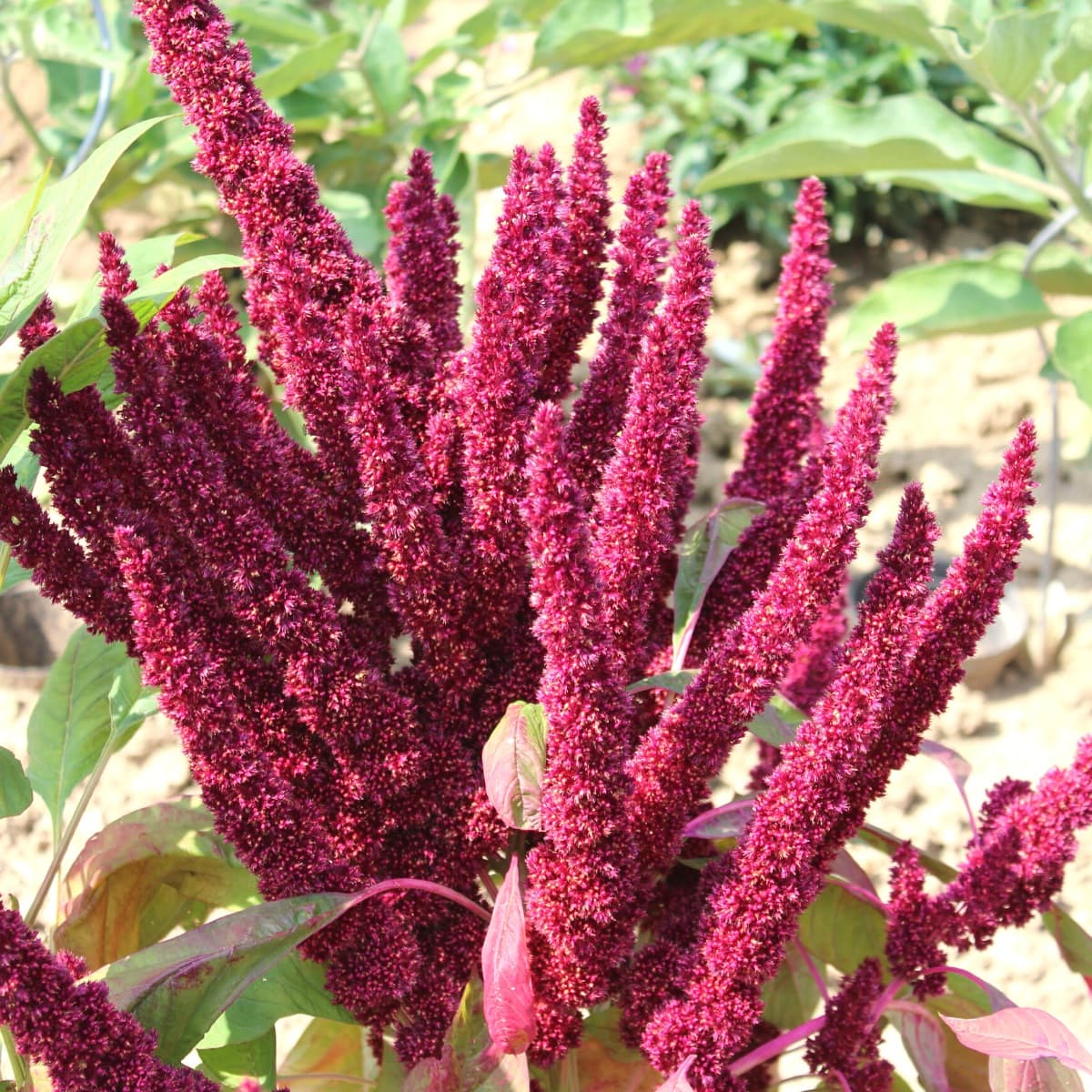 Amaranth