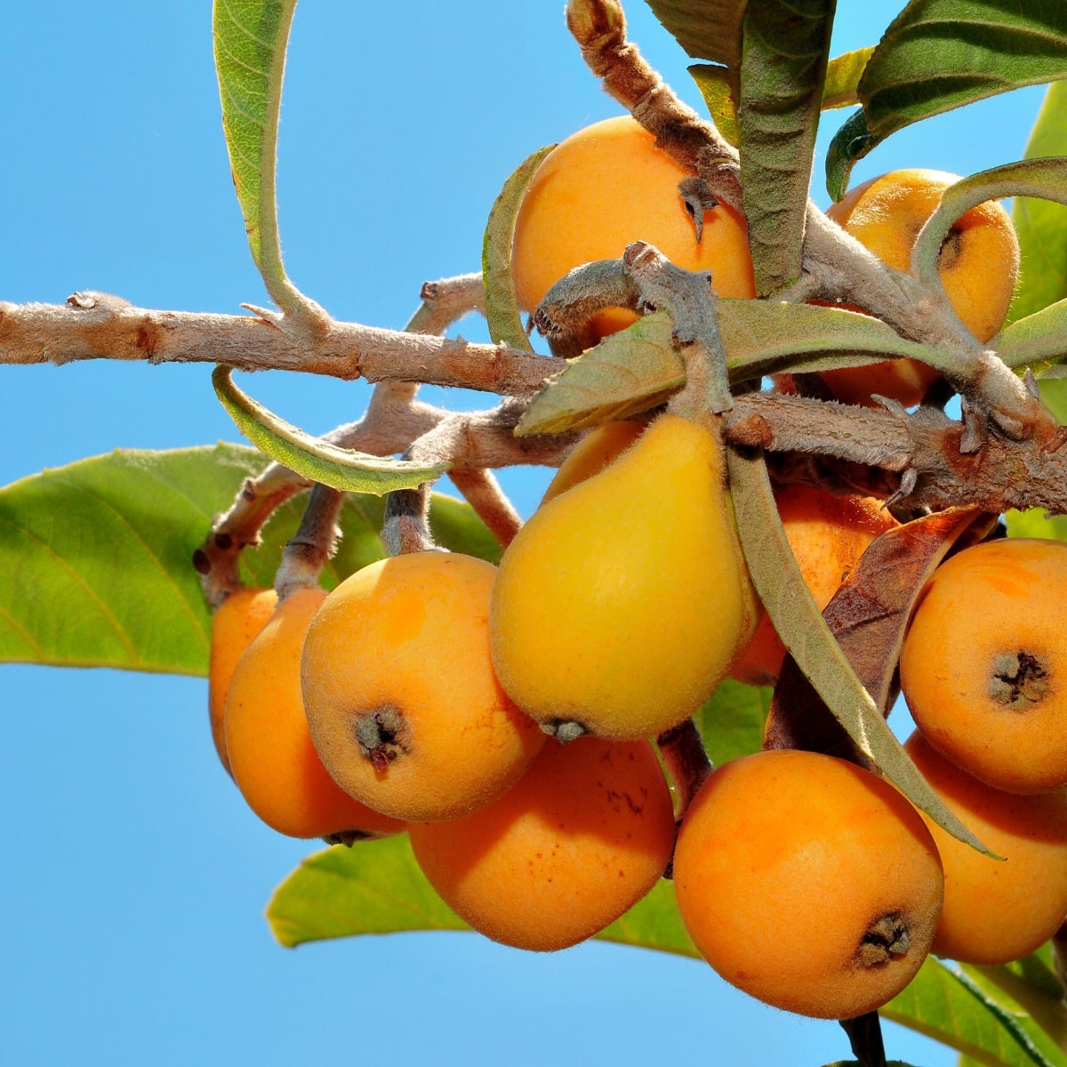 Loquat tree