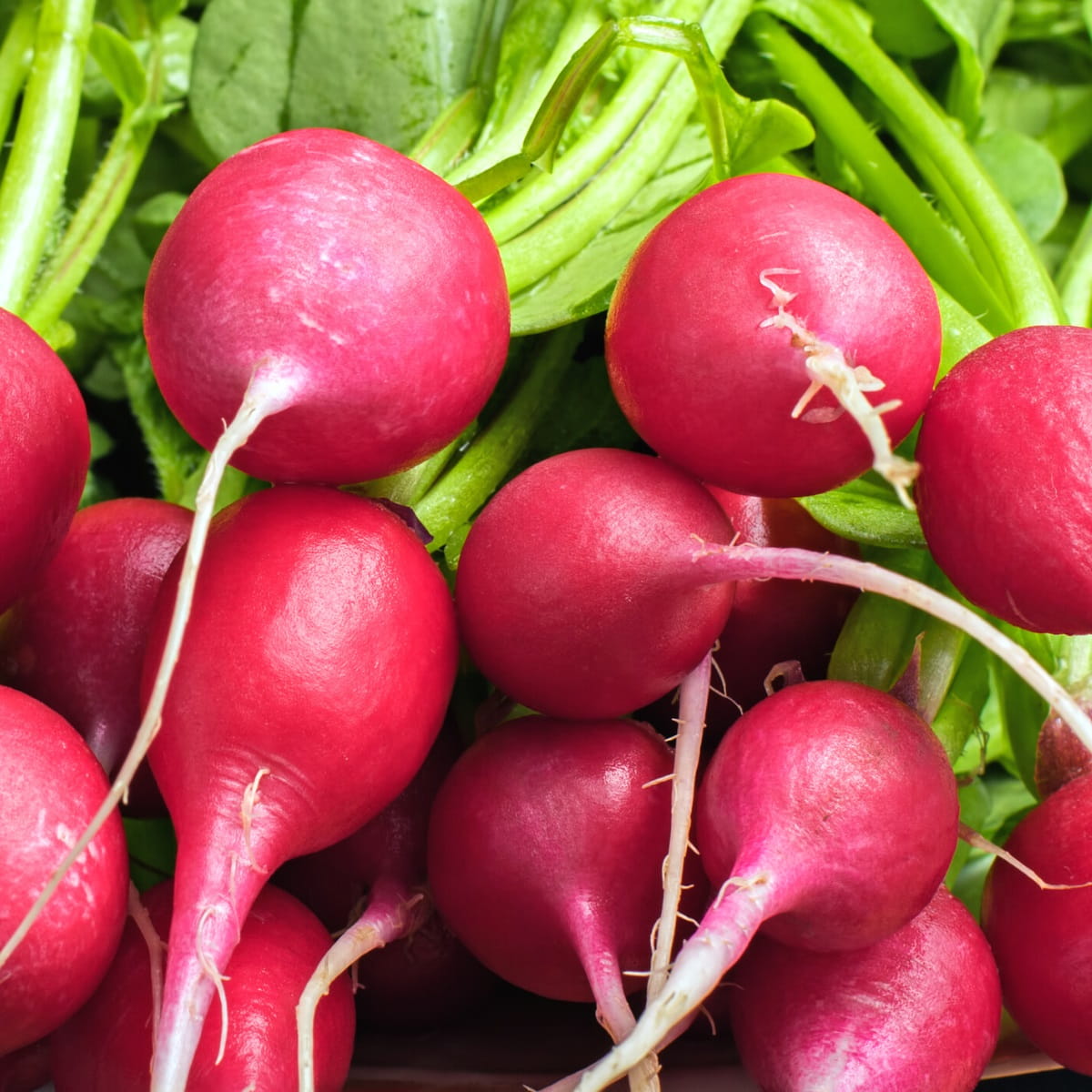 Red radish