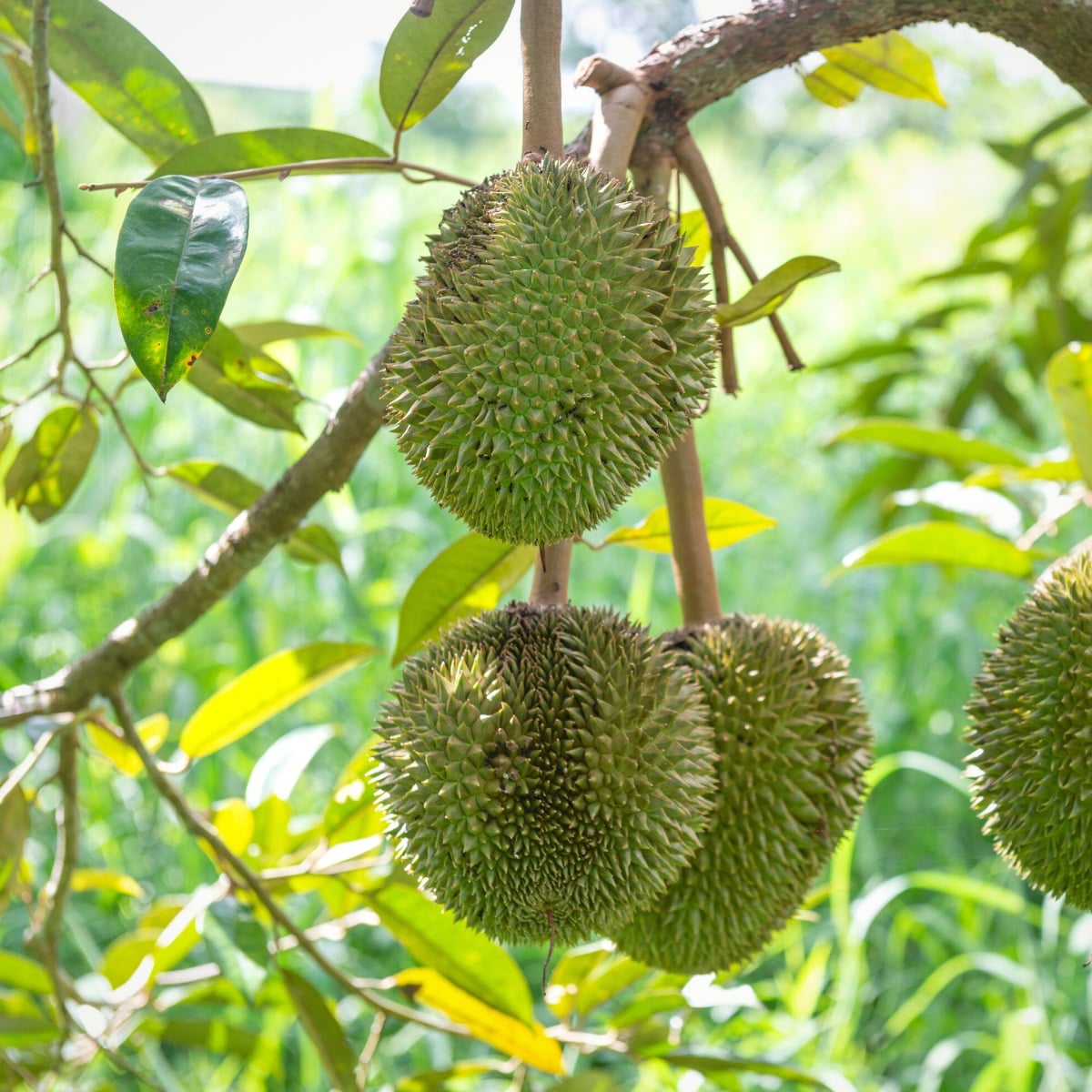 Durian tree